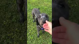 Video preview image #1 Poodle (Standard)-Unknown Mix Puppy For Sale in Cookeville, TN, USA