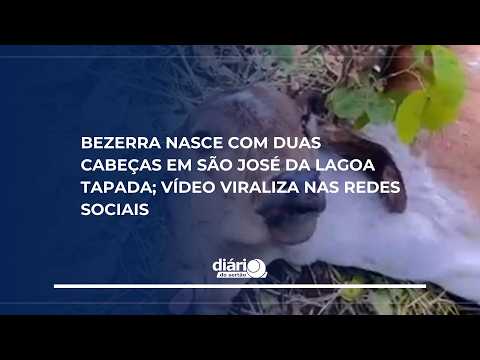 Bezerra nasce com duas cabeças em São José da Lagoa Tapada; vídeo viraliza nas redes sociais