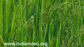 Kavalam - Land of paddy fields and backwaters