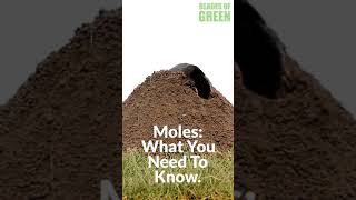 Moles 101: What you need to know