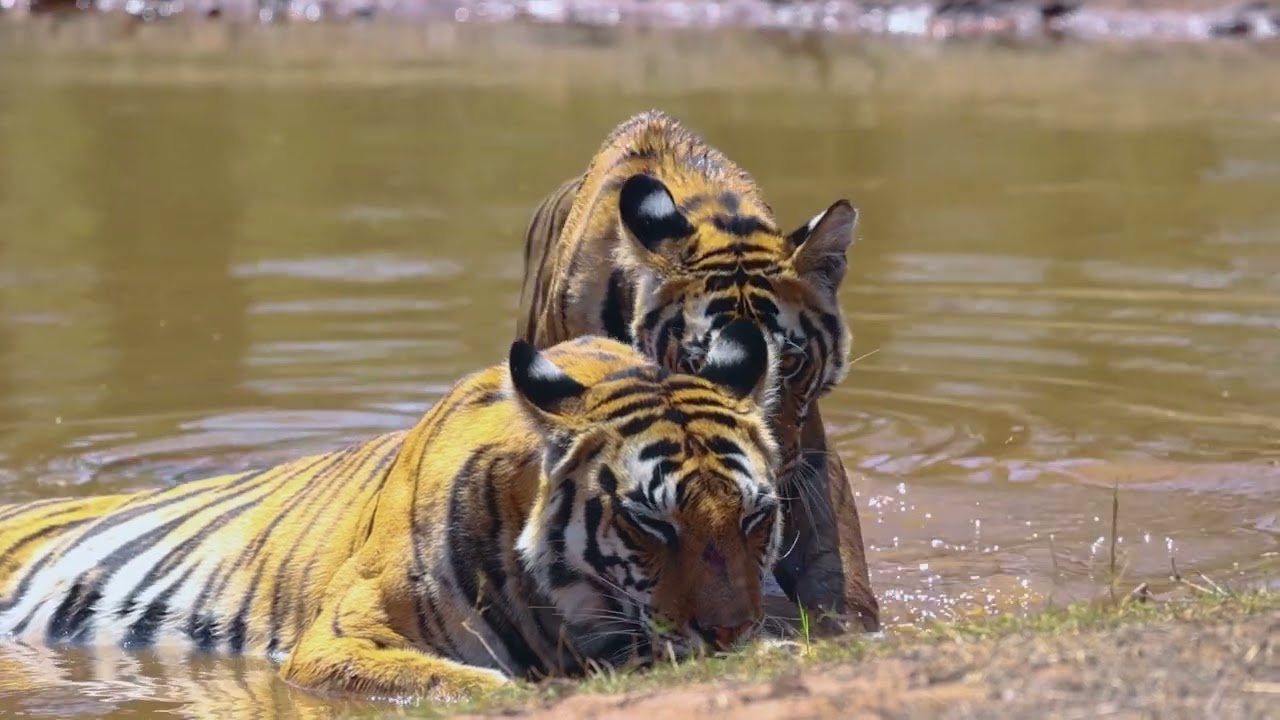 Bandhavgarh: Celebrating Our Tigers by Amaan Ali Bangash & Ayaan Ali Bangash