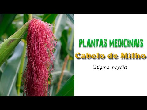 80 - Plantas Medicinais - CABELO DE MILHO (Stigma maydis)
