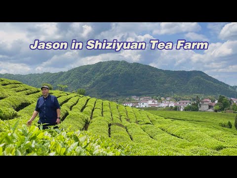 Jason shows you around a Chinese tea farm