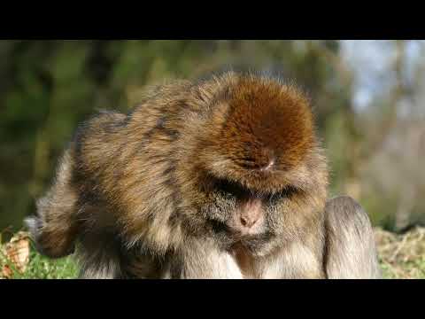 Mystery Monkeys of Shangri-La