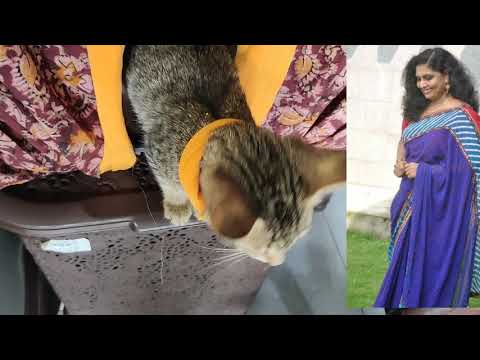 #tigercat#Tabbycat hello,ഞാൻ വെറുമൊരു നാടൻ പൂച്ചയാണേ പക്ഷെ എനിക്ക് ഇഗ്ലീഷ് പാട്ടു അറിയാം 🥰🥰