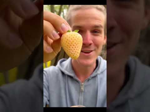 World 🌎🌎 high amounts fruits