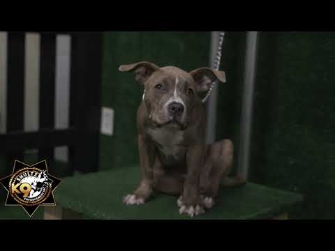 Shultz K9 Enforcement Inc video.