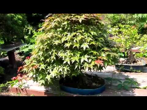 Some Maples in Valavanis' Bonsai Garden