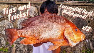 Download lagu D'Best Main Pond | Tips and Tricks for luring @D'Best Main Pond | Singapore Fishing mp3 Download lagu D'Best Main Pond | Tips and Tricks for luring @D'Best Main Pond | Singapore Fishing mp3