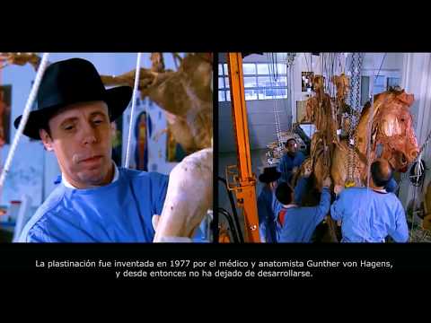 BODY WORLDS & The Art of Plastination (English/Español)