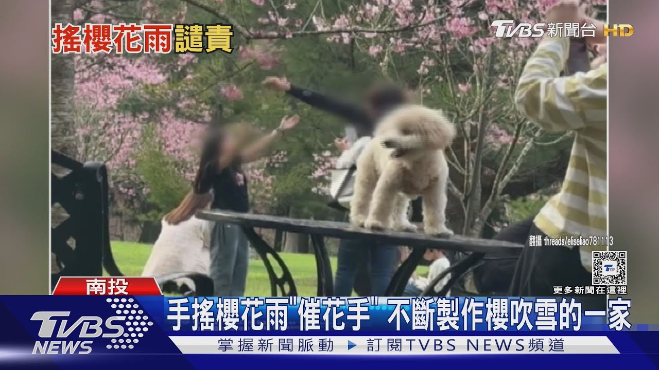 手搖櫻花雨「催花手」　不斷製作櫻吹雪的一家