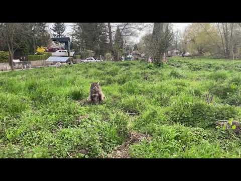 Louis is enjoying the green meadows