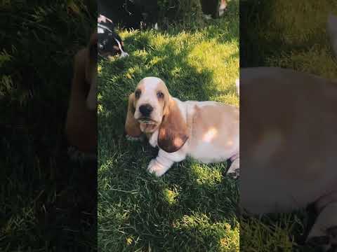 Basset Hound puppy for sale