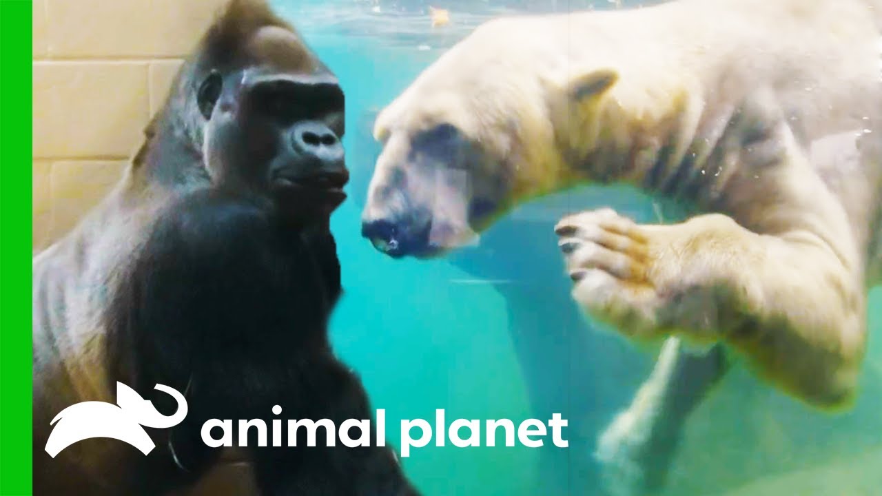 The Most Dangerous Zoo Inhabitants | The Zoo - YouTube