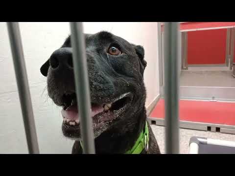 Sammie 3y A831861 kennel 175 PACC shelter 20251229 150043823