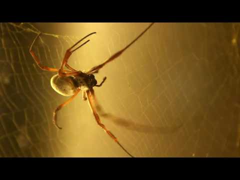 AJ Svijet 10.07. - Nedjelja 21:30