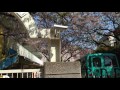 Beautiful Cherry Blossom In Tokyo