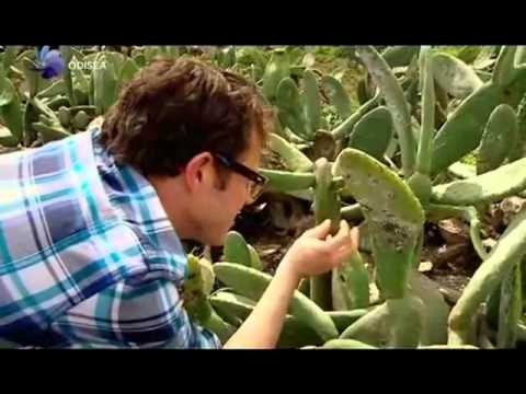 Jak se dela barvivo do jidla co jite, E120 karmin? No prece z broucku :) How to make E120 carmine?