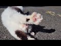 Návštěva japonského Kočičího ost... (ASW) - Známka: 1, váha: malá