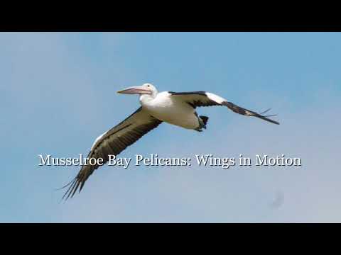 Musselroe Bay Pelicans: Wings in Motion
