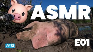 Schwein Anneliese schläft auf dem Lebenshof | 4K ASMR + Fun Facts | KEIN REDEN