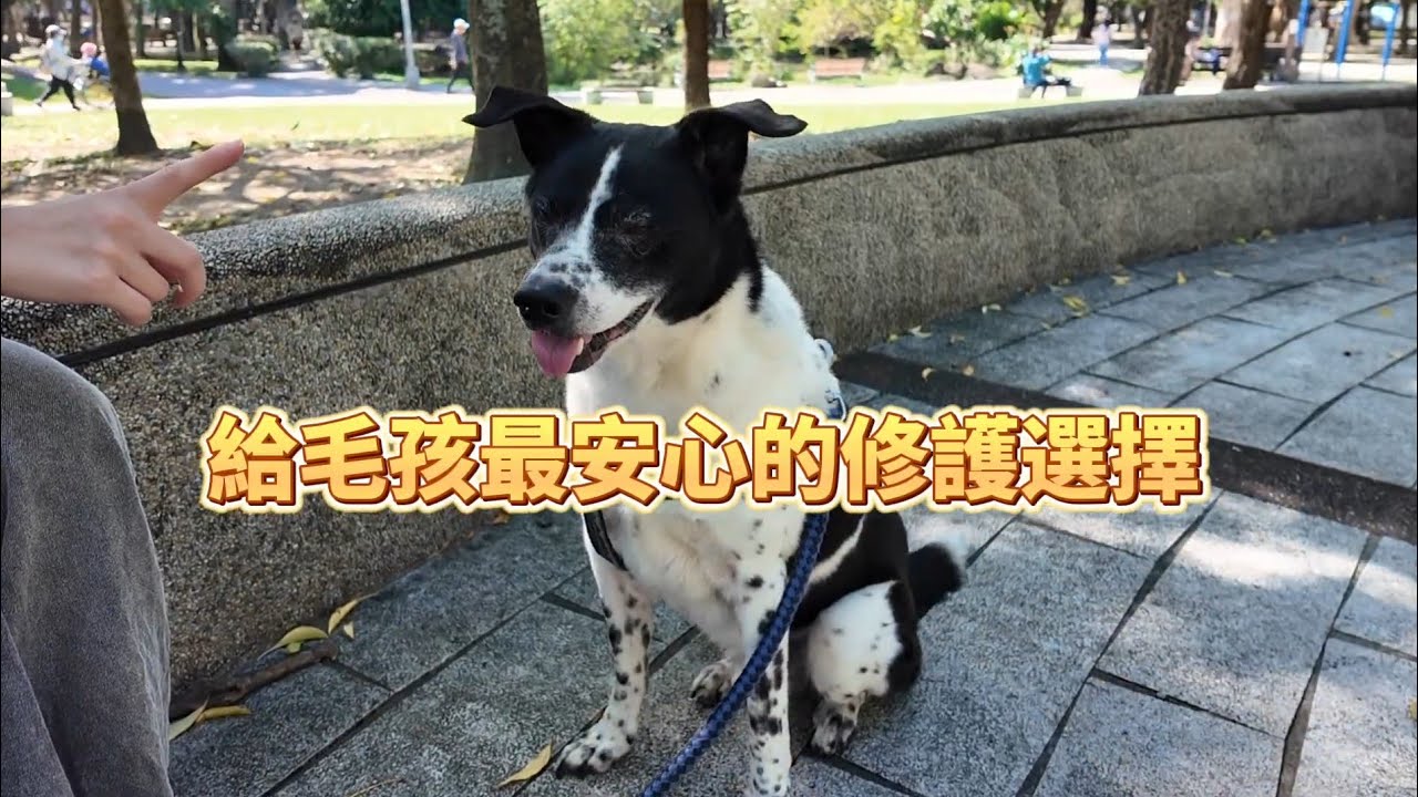 Migo媽媽的凝膠分享｜毛孩安心修護小秘訣