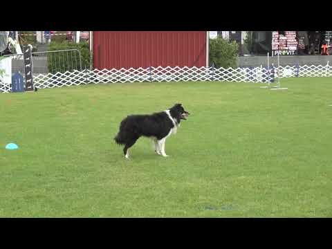 World Championship FCI Obedience Norway