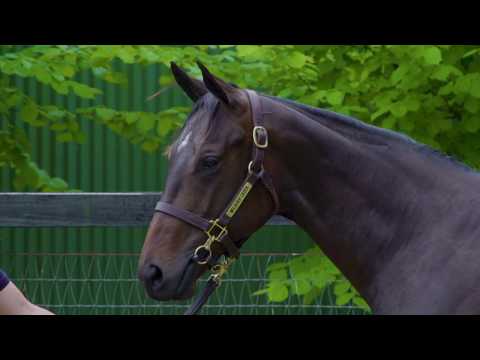 2019 Gold Coast Magic Millions Yearling Sale Lot 903