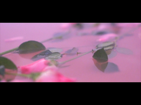 Violet Days - Suck At Love (Official Lyric Video)