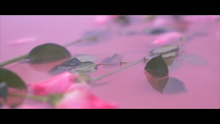 Violet Days - Suck At Love (Official Lyric Video)