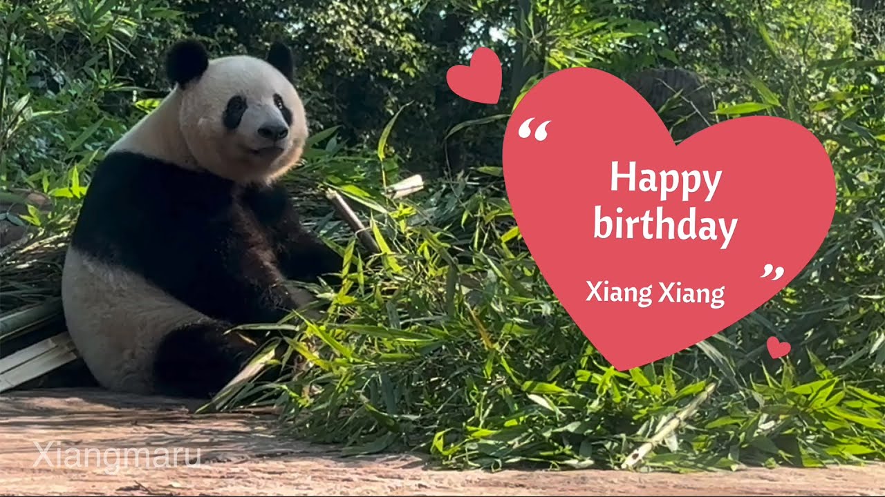 シャンシャン8歳誕生日の記録 【大パンダ展上映会アーカイブ】