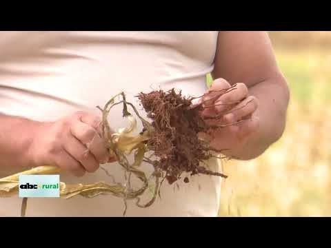 Microorganismos eficaces, y su uso en el suelo y cultivos