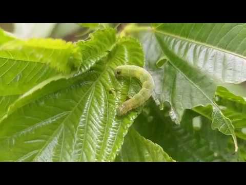পাটের লেদাপোকার ক্ষতির ধরণ ও প্রতিকারের উপায়