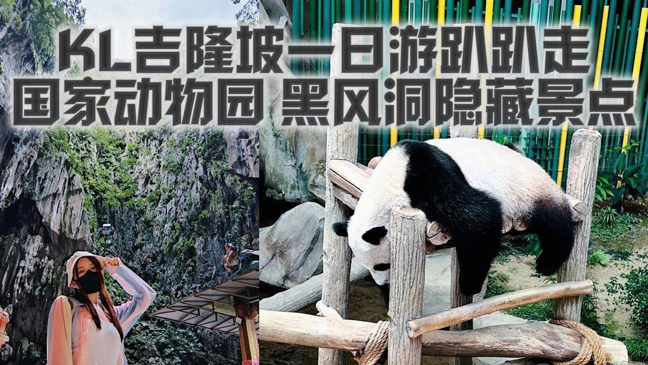 Zoo Negara 国家动物园 一日游看熊猫  | 黑风洞  Batu Caves 竟然如此壮观 | 神秘洞穴景点 Ramayana Cave | Bamboo Hills