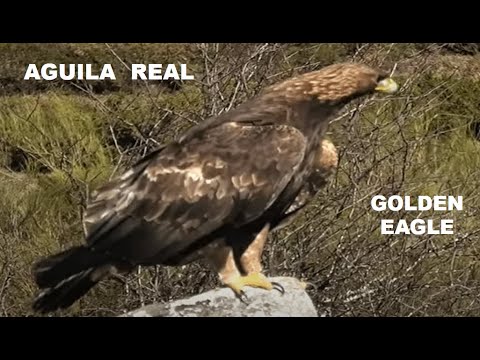 AGUILA REAL | GOLDEN EAGLE | Aquila chrysaetos
