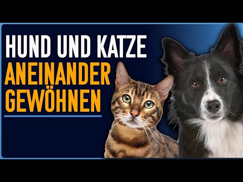 3 Schritte zur Zusammenführung von Hund und Katze! Einfach und alltagstauglich