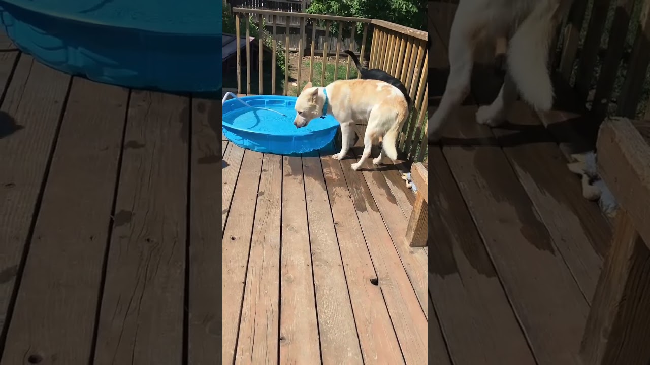 Mesa, an adopted mixed breed in Fort Collins, CO video 6/6