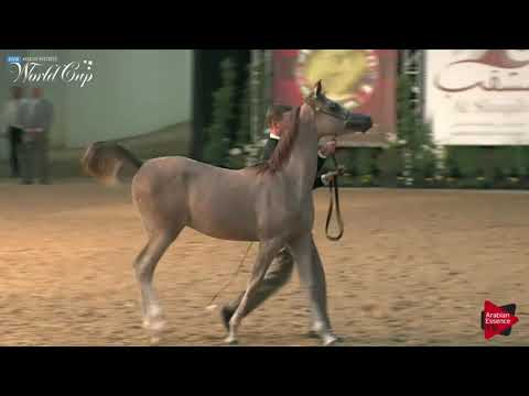 N.273 ORACLE EQ - LAS VEGAS 2019 - Arabian World Cup Junior Colts (Class 121A).mp4