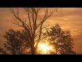 Nature Video Status With Song Download