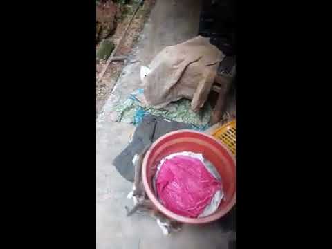 Cats fighting like wwe