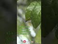 Rain Mood Whatsapp Status ️ Rainlove Rainy Muthu Mazhaiye Mazhai Rainy Season Rainlove Rain