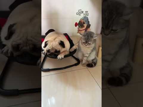 FUNNY PETS | dog compilation