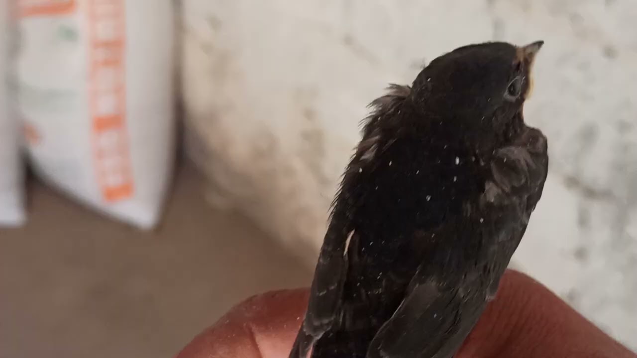 ما اسم هذا الطائر الجميل