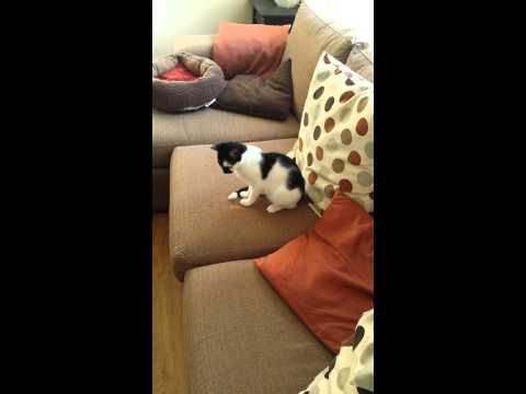 Cat's Aid foster kitten Nina