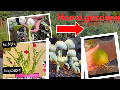 🌿Gardening Hacks | Best 30 Genius Gardening Tips & Tricks | #garden #gardening