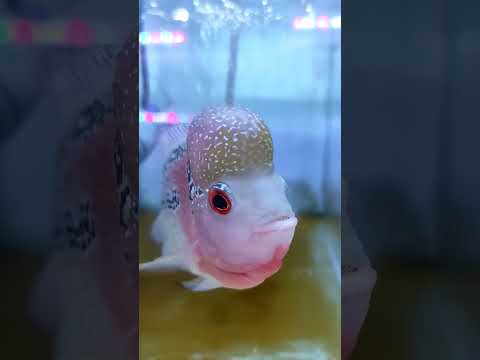 stay cool, ikan lohan cilnong kecil-kecil dah nonong #ikanhias #shorts