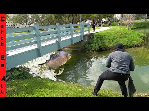 GIANT PIRANHA FISH Caught in COLLEGE CAMPUS POND!