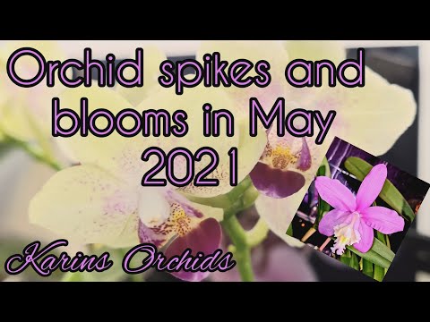 Orchid spikes and blooms in May 2021