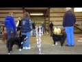 Spy Dogs