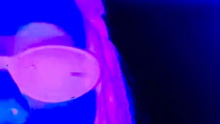 FANTASY 2.0 TRAILER